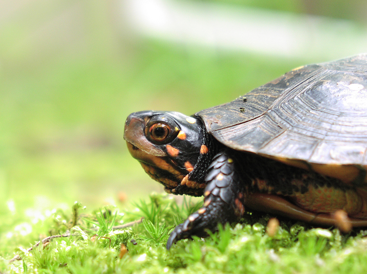 Hudson Valley Turtle Conservation | The Wetland Trust