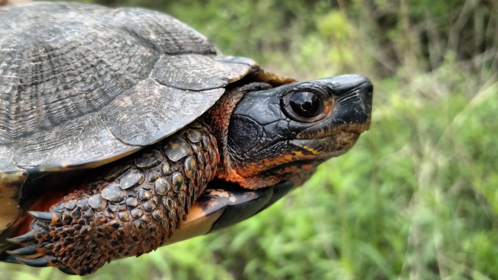 Hudson Valley Turtle Initiative | The Wetland Trust