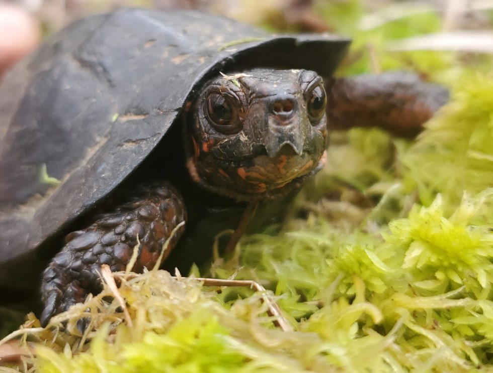 Hudson Valley Turtle Initiative | The Wetland Trust