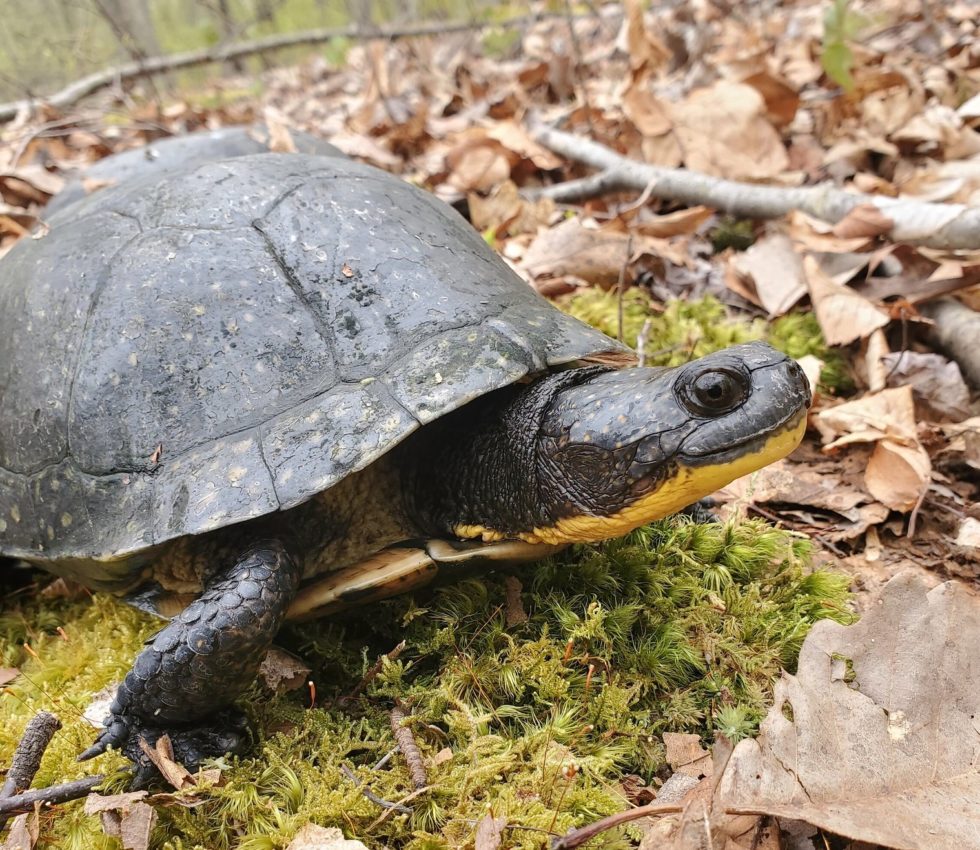 Hudson Valley Turtle Initiative | The Wetland Trust