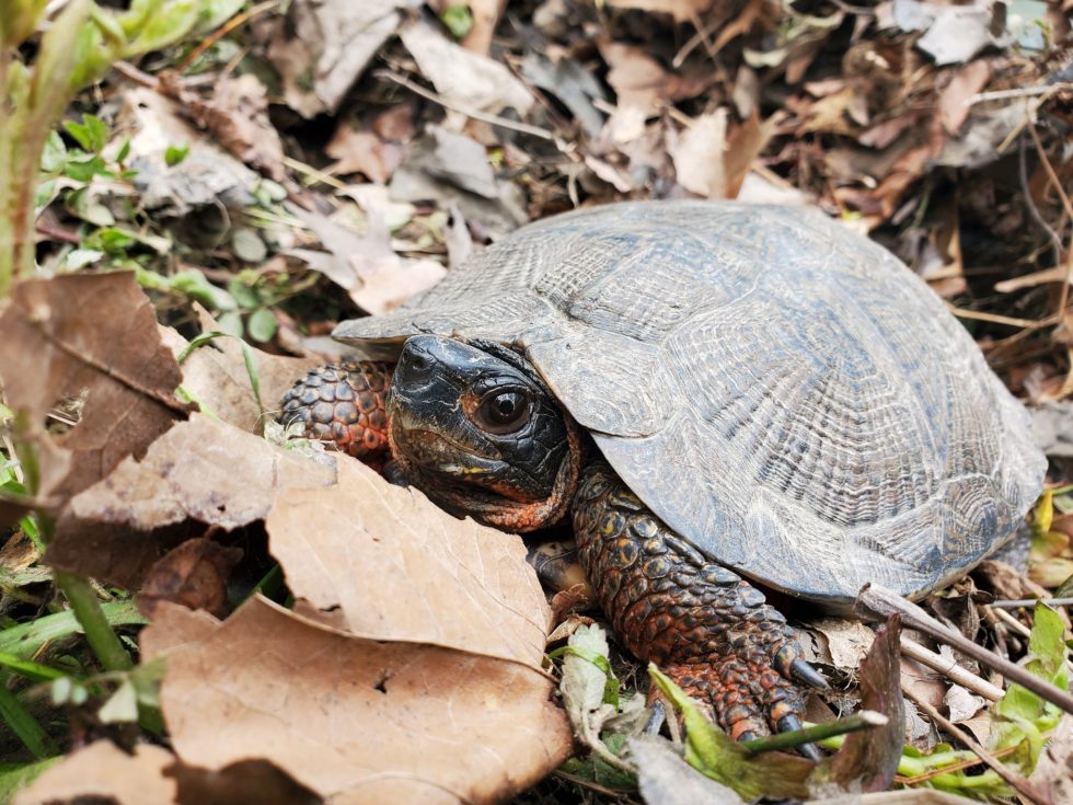 Hudson Valley Turtle Initiative | The Wetland Trust